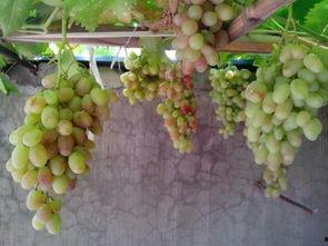 葡萄怎么施肥的视频,葡萄高效施肥技巧解析